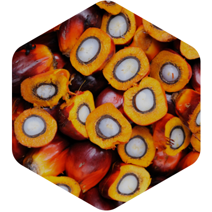 Palm Oil